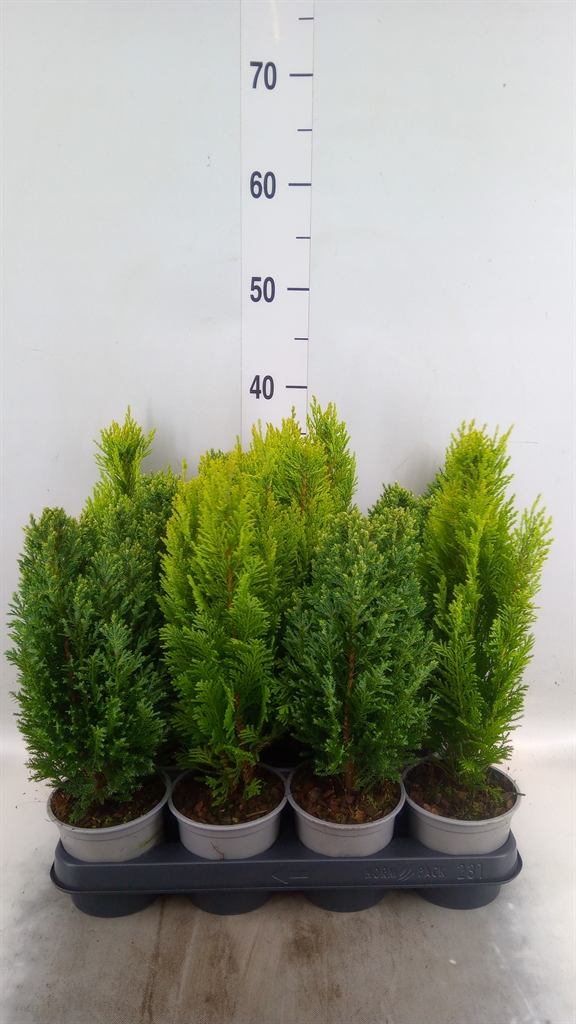 Горшечные цветы и растения оптом Conifers   ...mix от 11шт из Голландии с доставкой по России