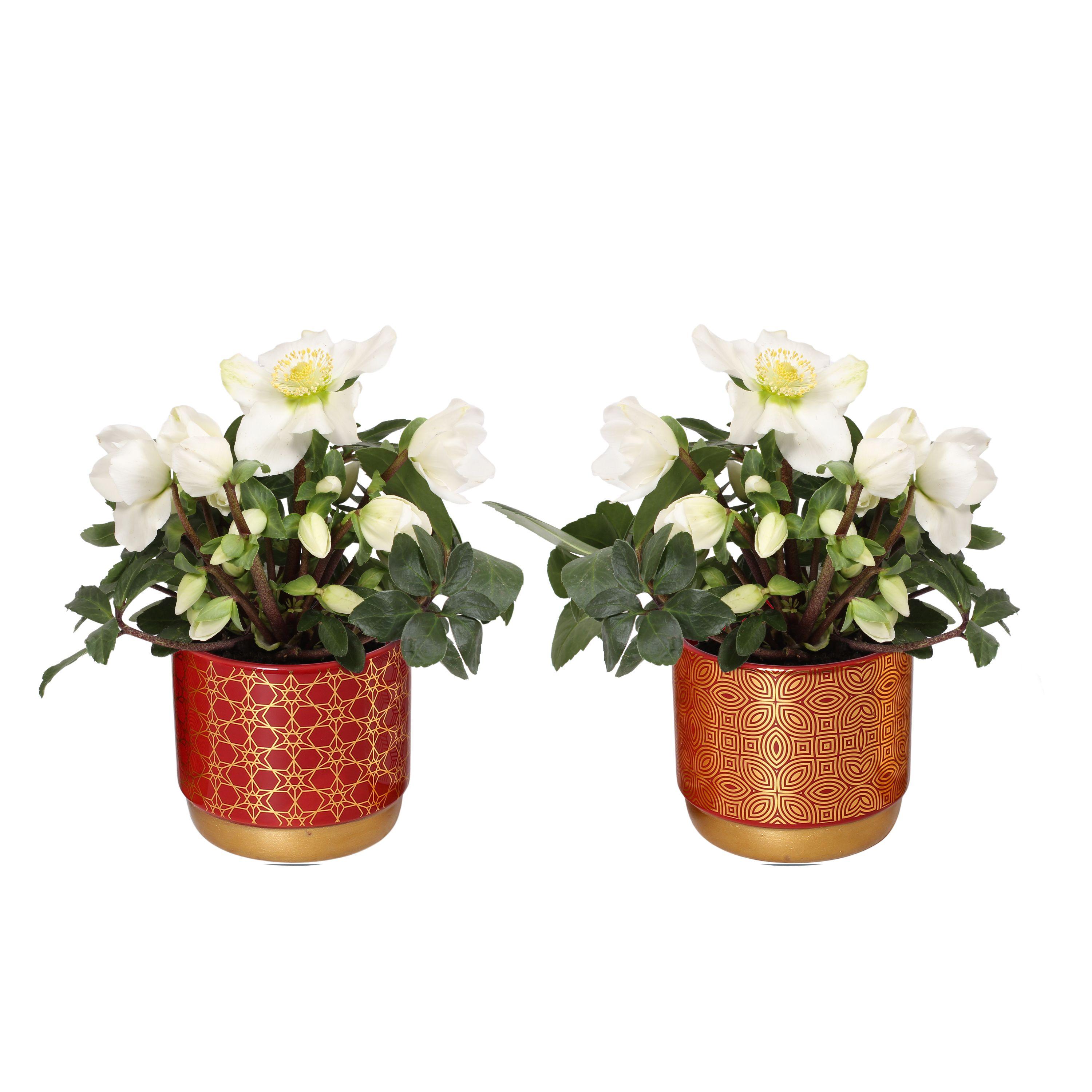 Горшечные цветы и растения оптом Helleborus N. Christmas Carol In Symmetry Pot Rood от 6шт из Голландии с доставкой по России
