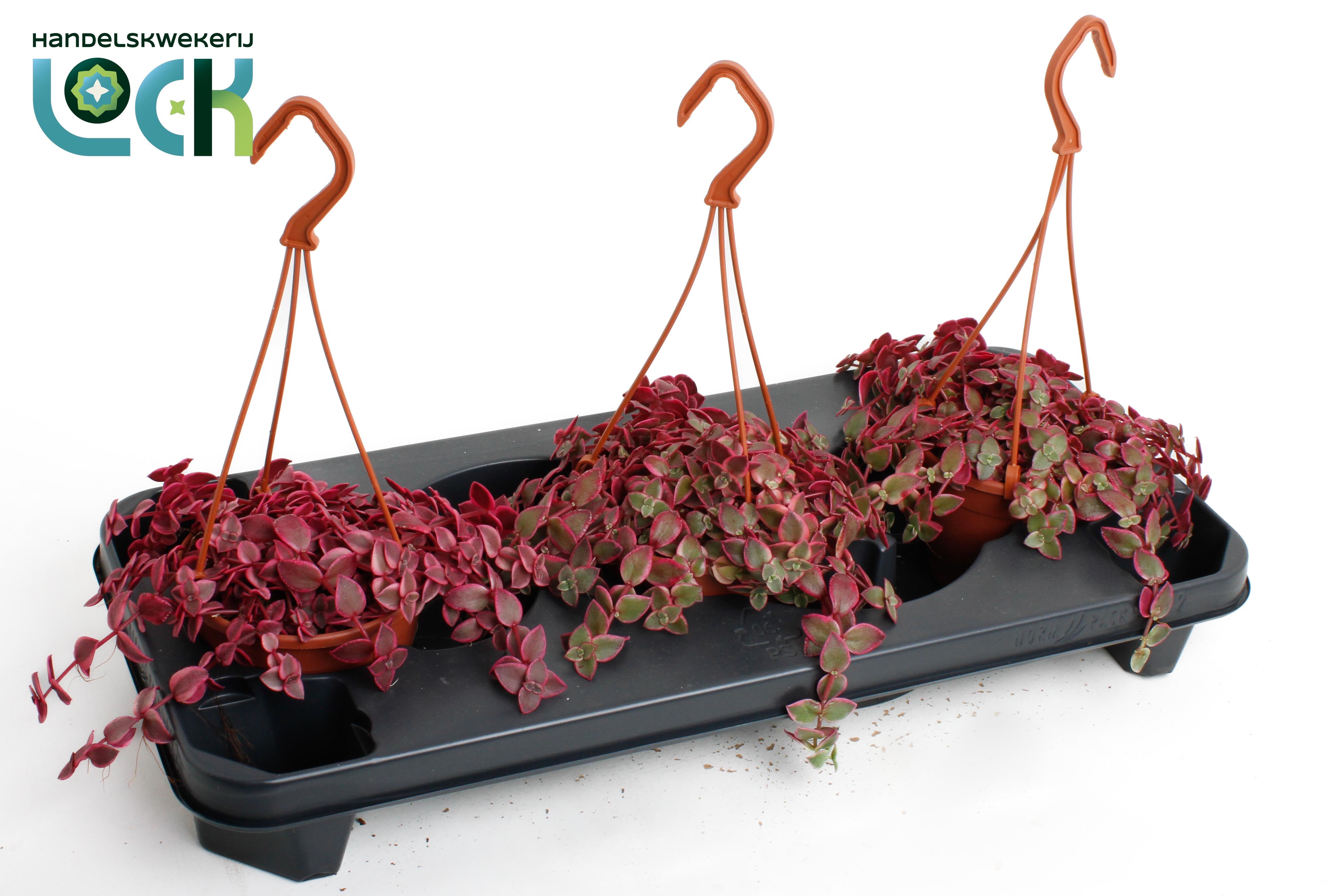 Горшечные цветы и растения оптом Crassula Marginalis Hangpot от 3шт из Голландии с доставкой по России