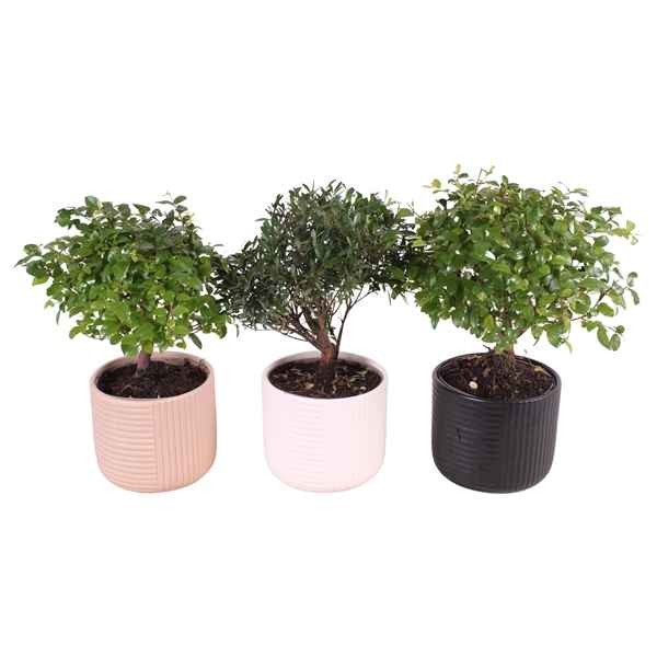 Горшечные цветы и растения оптом Bonsai Mix In Crispy Clean Nº368 от 7шт из Голландии с доставкой по России