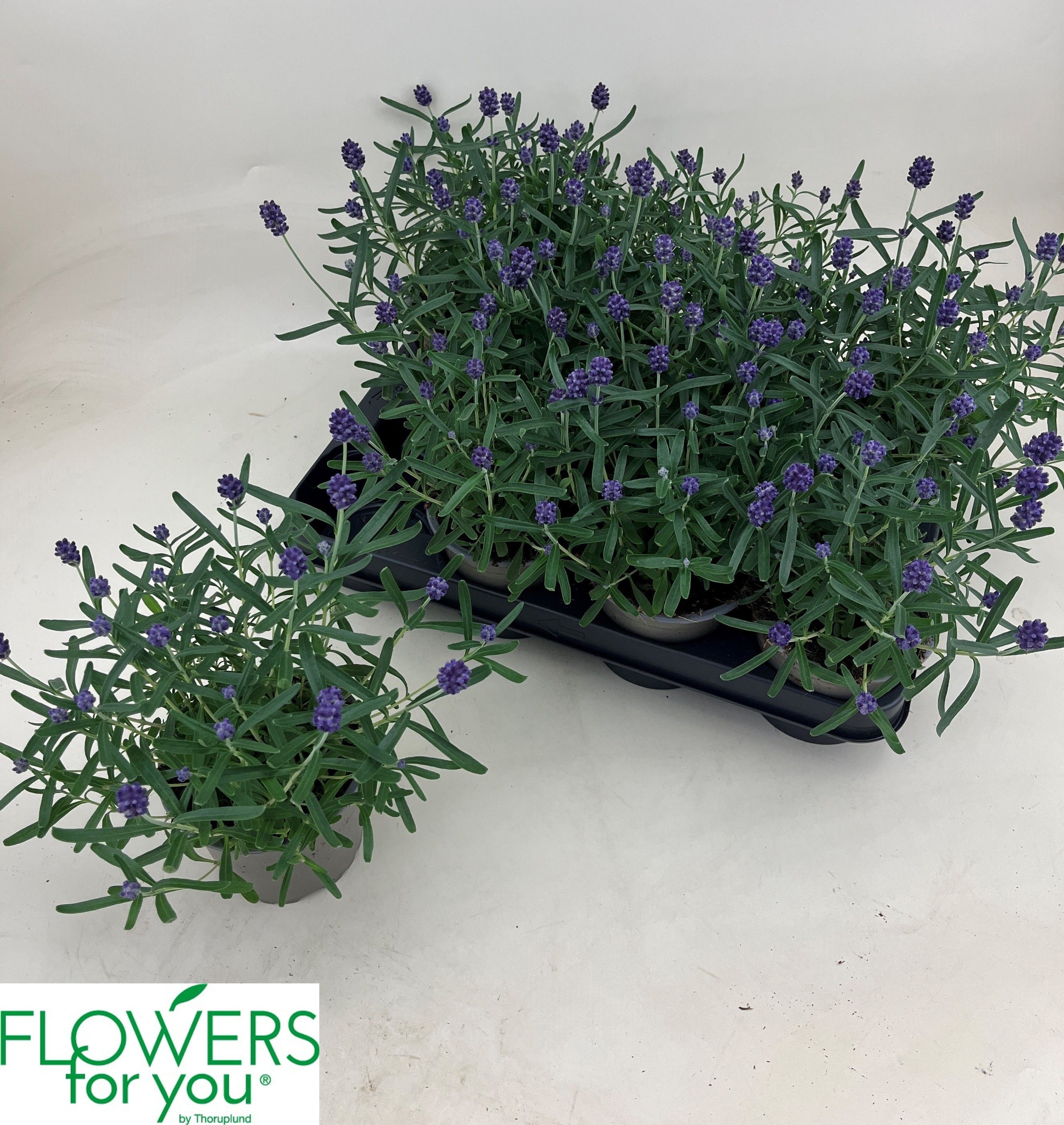 Горшечные цветы и растения оптом Lavan An Lav Purple от 11шт из Голландии с доставкой по России