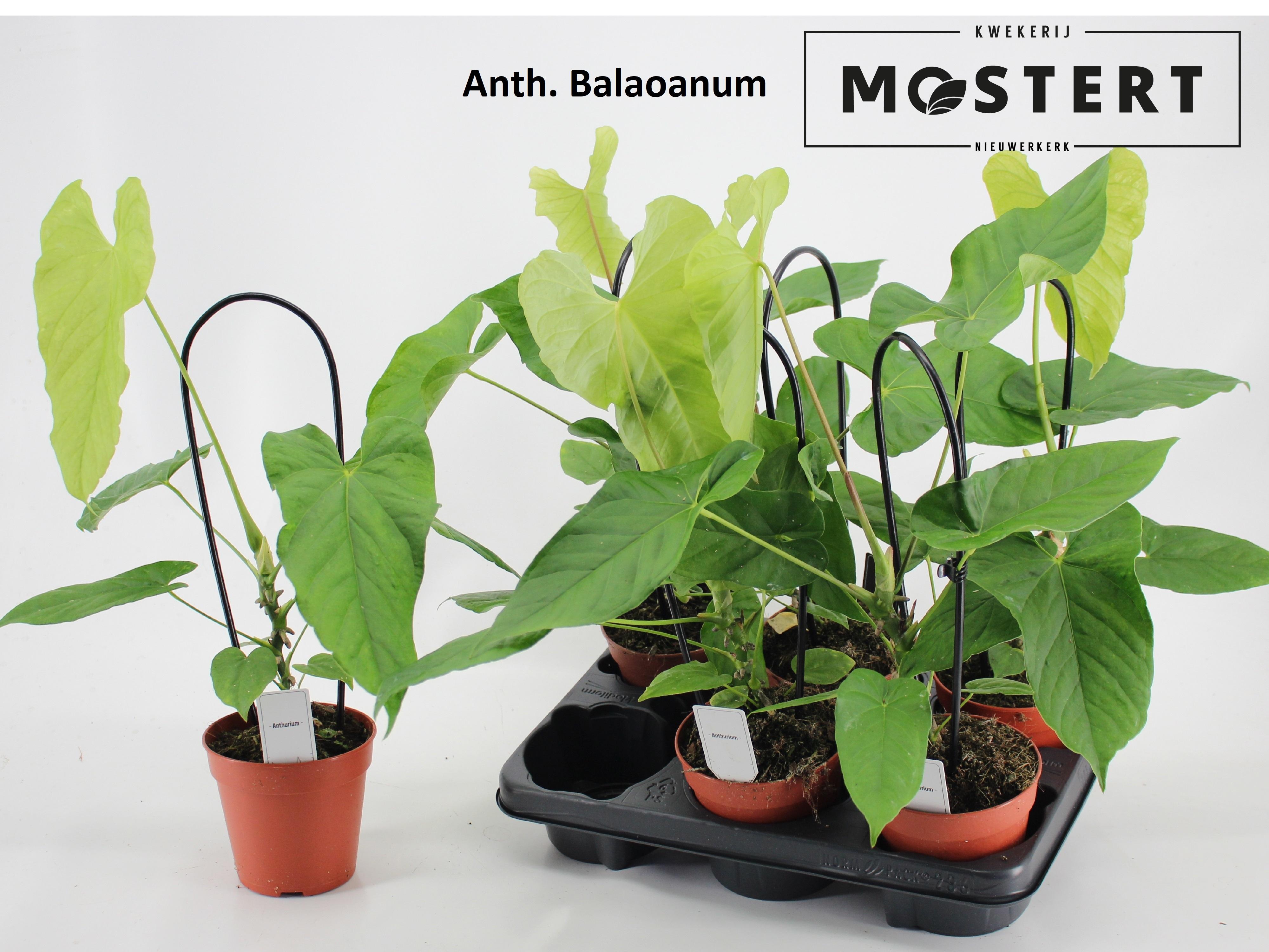 Горшечные цветы и растения оптом Anthu Ov от 6шт из Голландии с доставкой по России