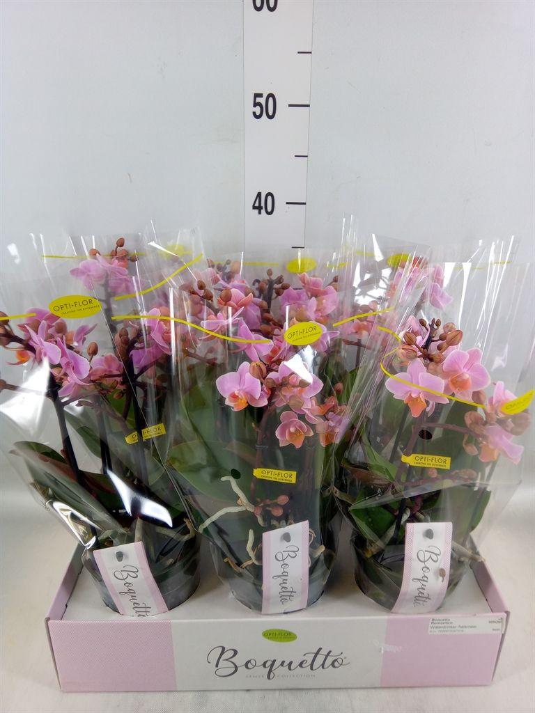 Горшечные цветы и растения оптом Phalaenopsis Multi.   ...rose от 6шт из Голландии с доставкой по России