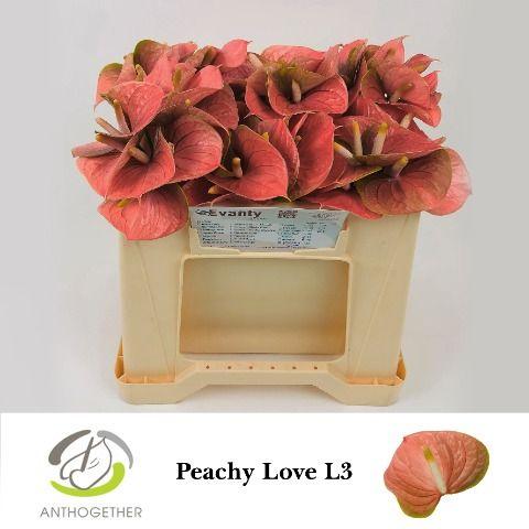 Срезанные цветы оптом Anthurium love peach от 60шт из Голландии с доставкой по России