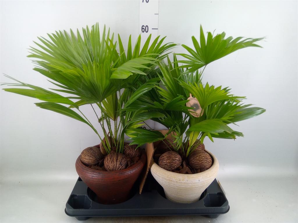 Горшечные цветы и растения оптом Livistona Rotundifolia от 2шт из Голландии с доставкой по России