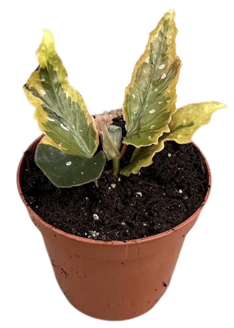Горшечные цветы и растения оптом Begonia Dainty Spray Sport Variegated от 1шт (для телеги) из Голландии с доставкой по России