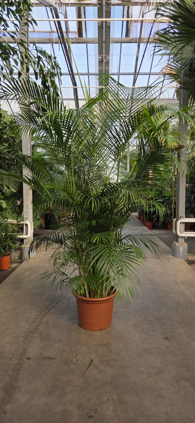 Горшечные цветы и растения оптом Dypsis Lutescens (areca) от 1шт из Голландии с доставкой по России