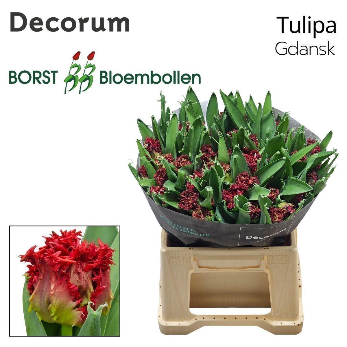 Срезанные цветы оптом Tulipa fr gdansk от 50шт из Голландии с доставкой по России