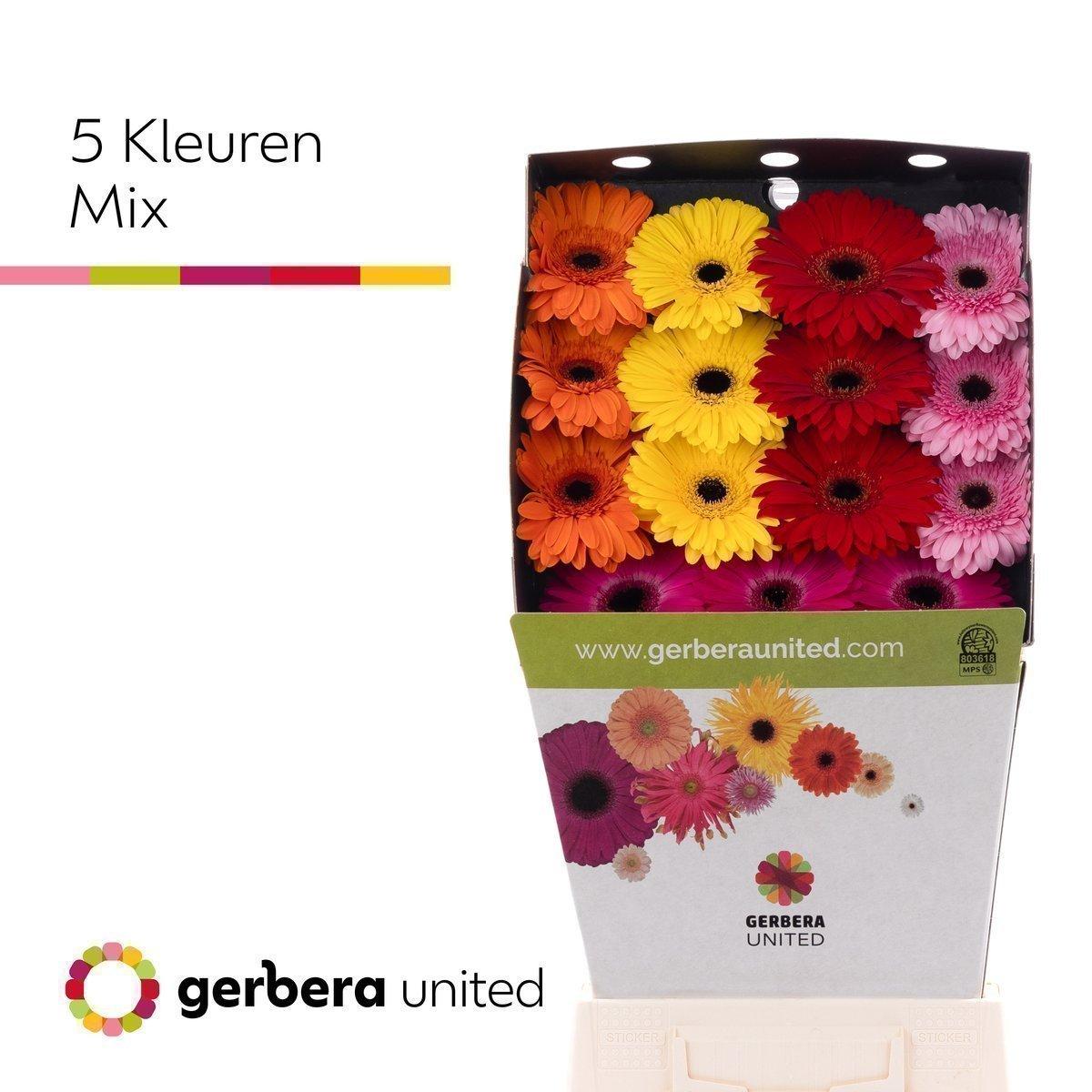 Срезанные цветы оптом Gerbera diamond 5 colour mix от 45шт из Голландии с доставкой по России