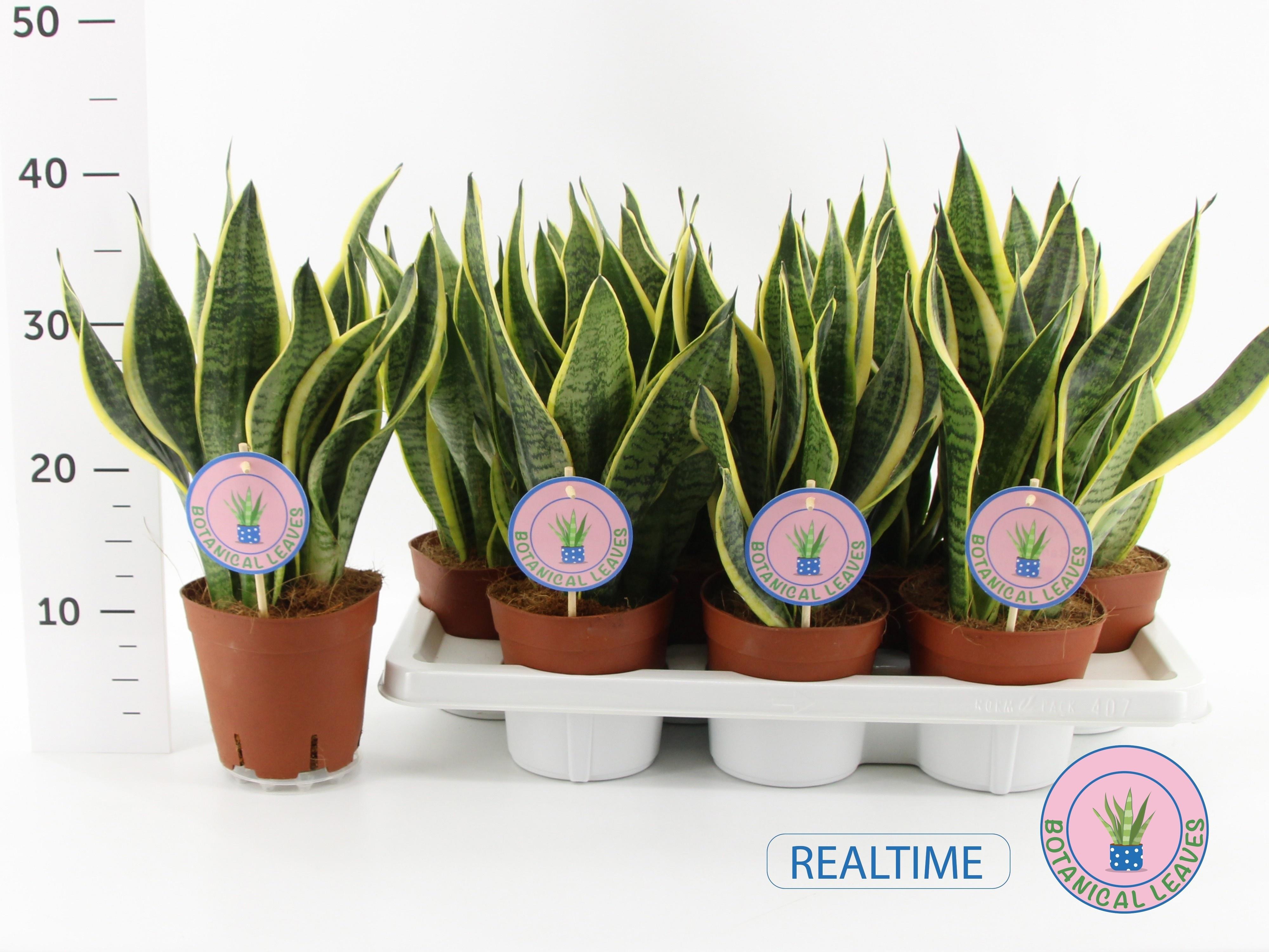 Горшечные цветы и растения оптом Sansev Futura Superb от 7шт из Голландии с доставкой по России