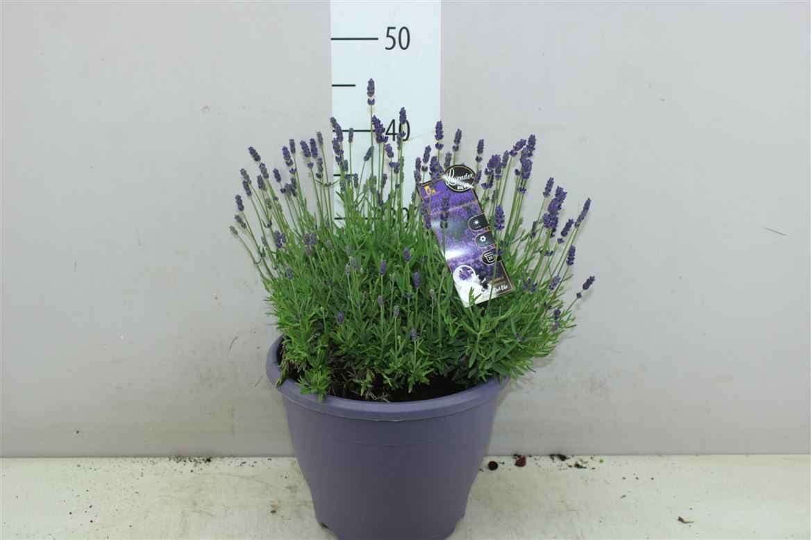 Горшечные цветы и растения оптом Lavandula An Bz Dark Blue от 1шт из Голландии с доставкой по России