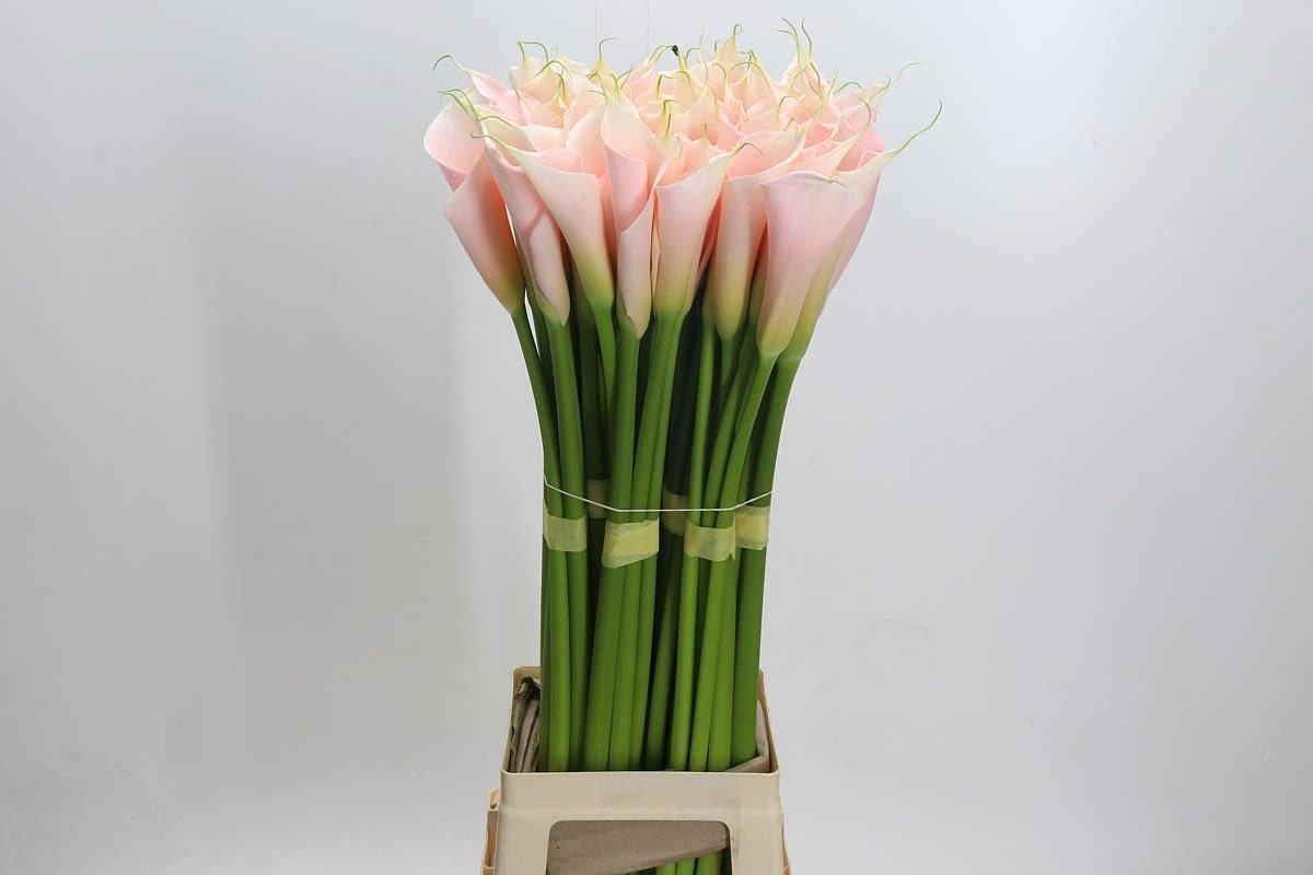 Срезанные цветы оптом Zantedeschia ae eydolls salmon от 60шт. из Голландии с доставкой по России