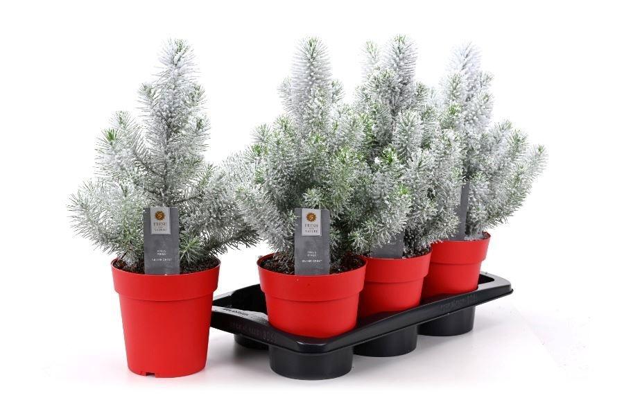 Горшечные цветы и растения оптом Pinus Silver Crest A от 6шт из Голландии с доставкой по России