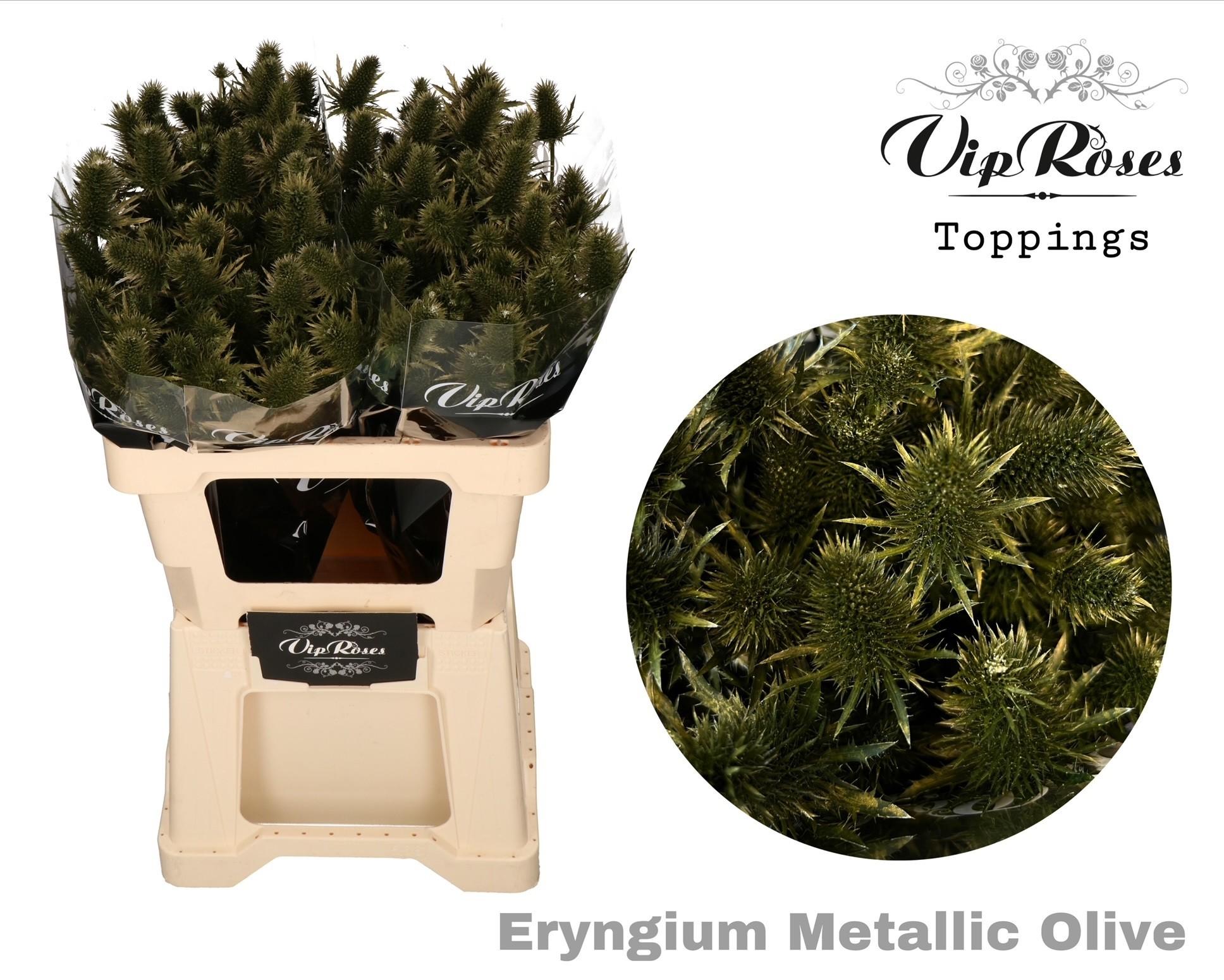 Срезанные цветы оптом Eryngium supernova paint olive metallic от 20шт из Голландии с доставкой по России