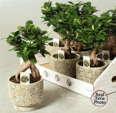 Горшечные цветы и растения оптом Fic Mi Ginseng Deco Ceramic от 6шт из Голландии с доставкой по России