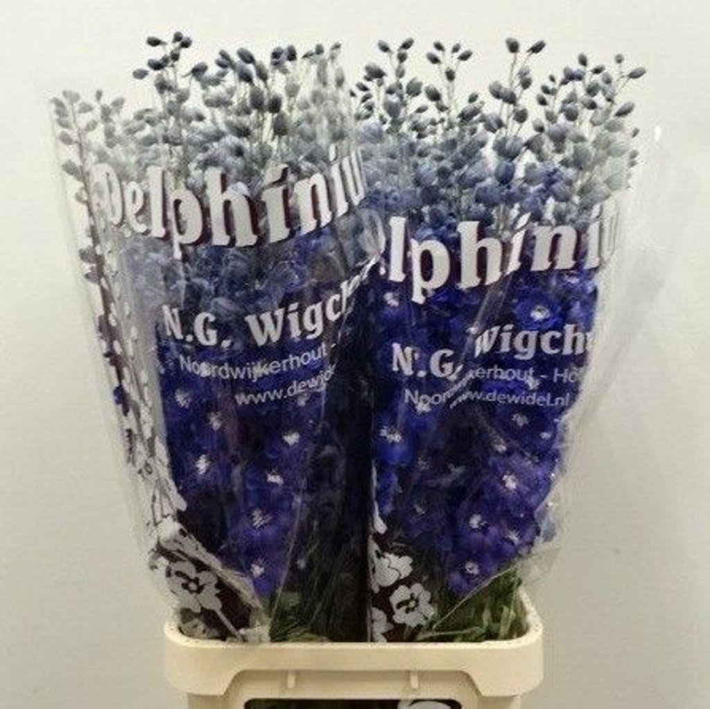 Срезанные цветы оптом Delphinium el du dewi blue star от 40шт из Голландии с доставкой по России