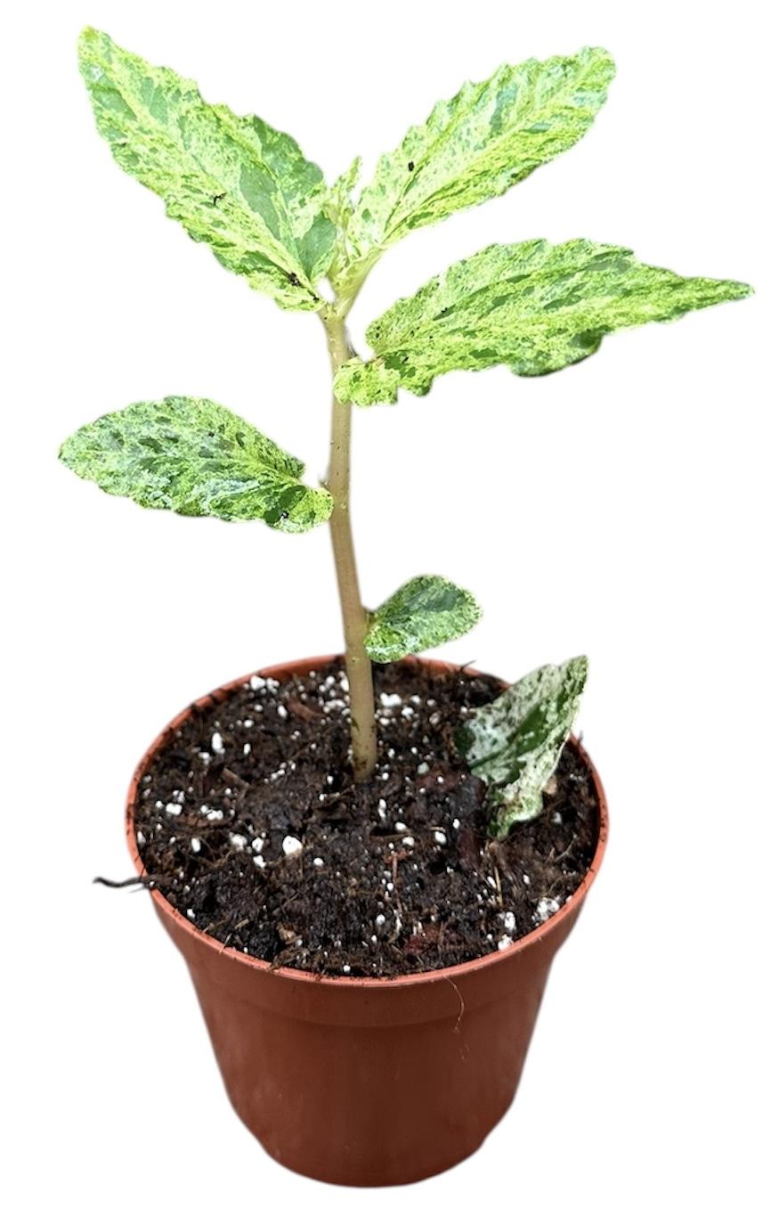 Горшечные цветы и растения оптом Pellionia Repens Variegata от 1шт (для телеги) из Голландии с доставкой по России