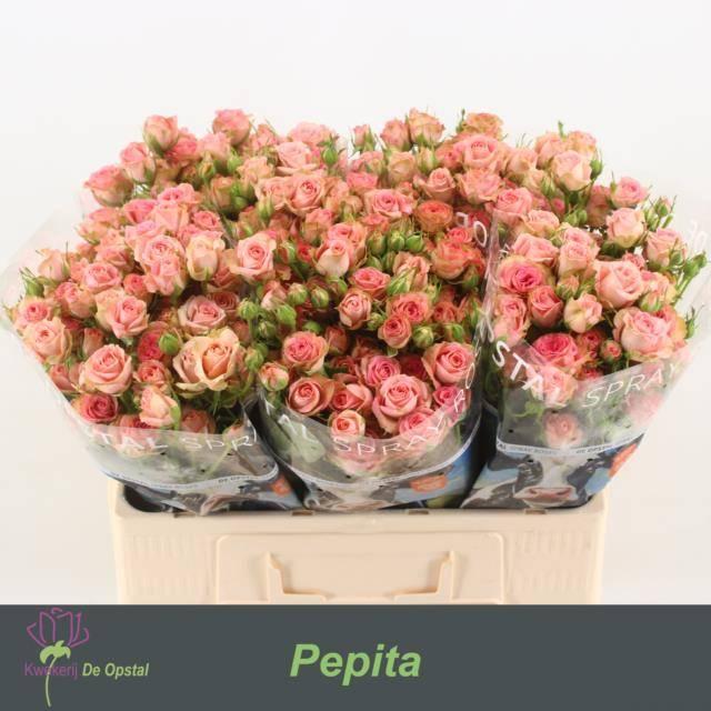 Срезанные цветы оптом Rosa spray pepita от 50шт из Голландии с доставкой по России