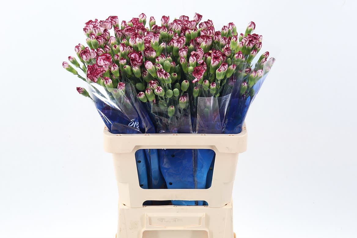 Срезанные цветы оптом Dianthus sp mini bacarat от 100шт из Голландии с доставкой по России