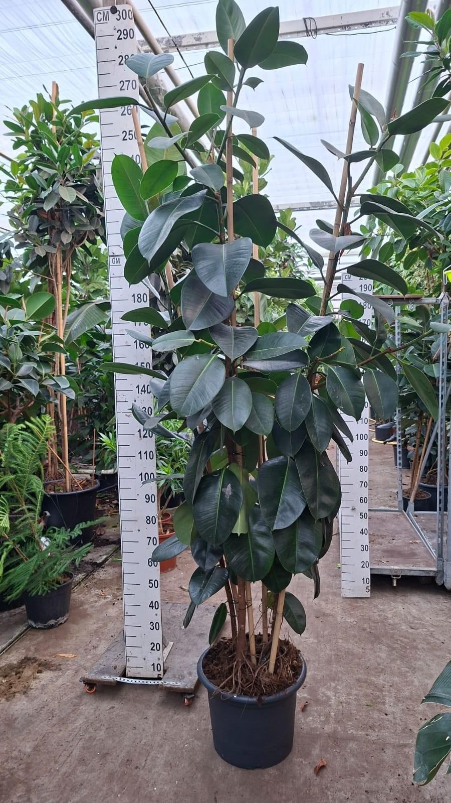 Горшечные цветы и растения оптом Ficus El Robusta Branched от 1шт из Голландии с доставкой по России