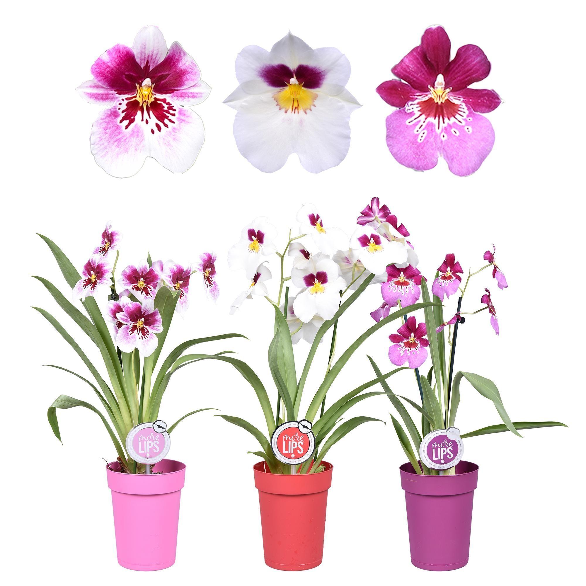 Горшечные цветы и растения оптом Miltonia 2st Mix More Lips от 6шт из Голландии с доставкой по России