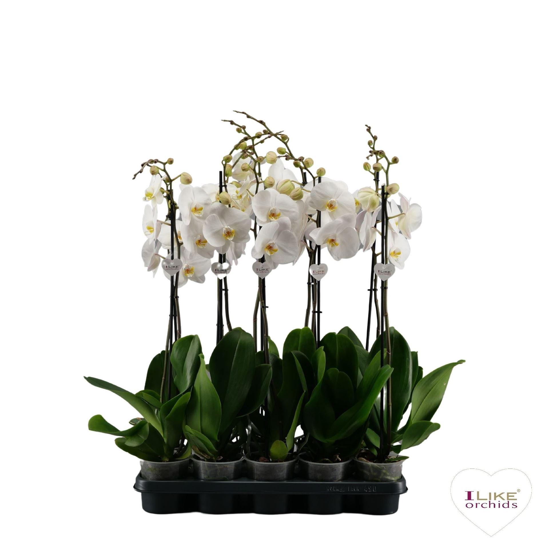 Горшечные цветы и растения оптом Phalaenopsis   ...white от 10шт из Голландии с доставкой по России