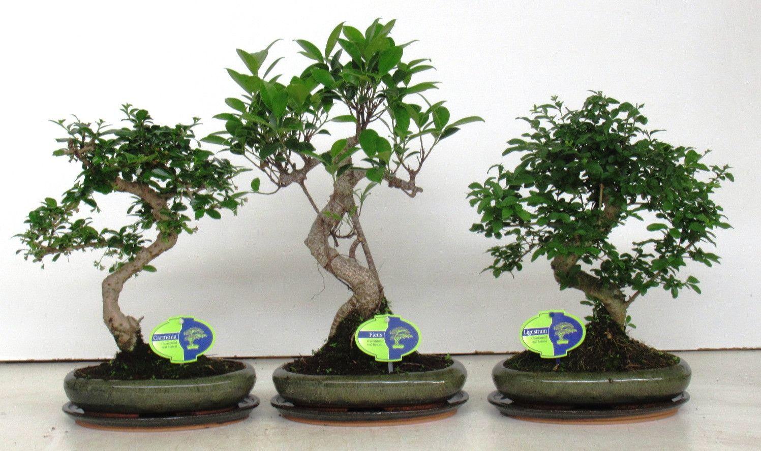 Горшечные цветы и растения оптом Bonsai Mix, Shape, With Drip Tray от 4шт из Голландии с доставкой по России