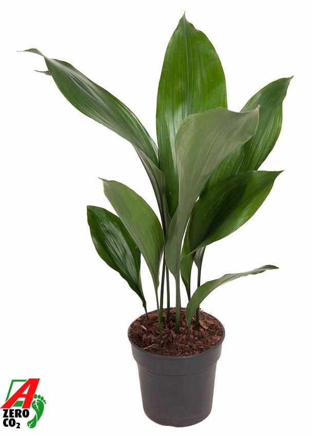 Горшечные цветы и растения оптом Aspidistra Elatior 9+ от 6шт из Голландии с доставкой по России