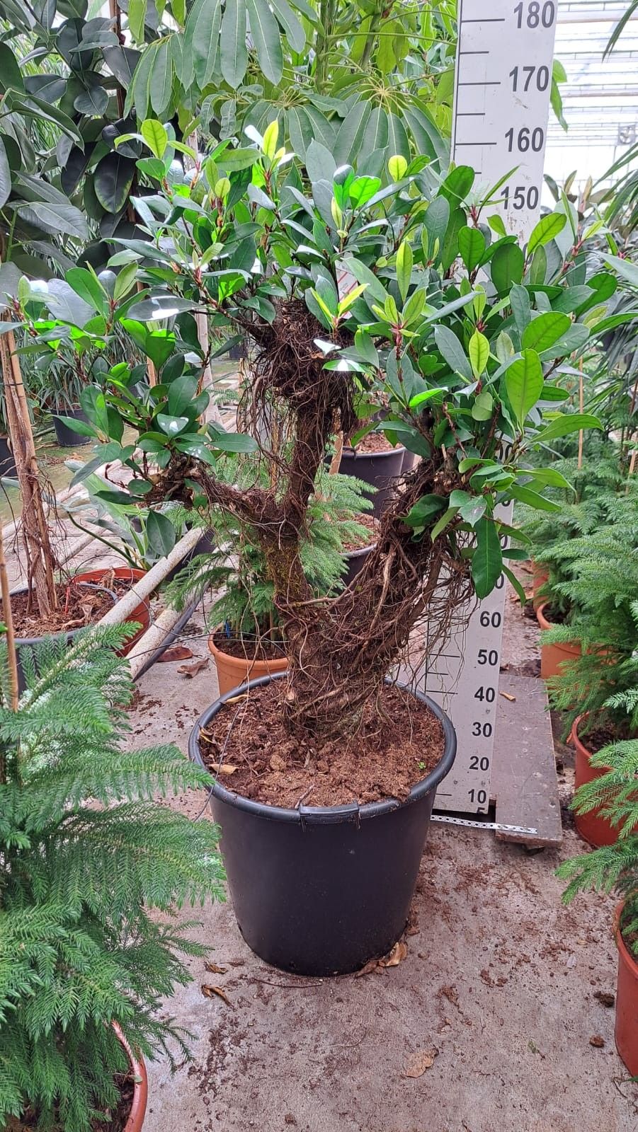Горшечные цветы и растения оптом Ficus Cyathistipula Branched  Xl от 1шт из Голландии с доставкой по России