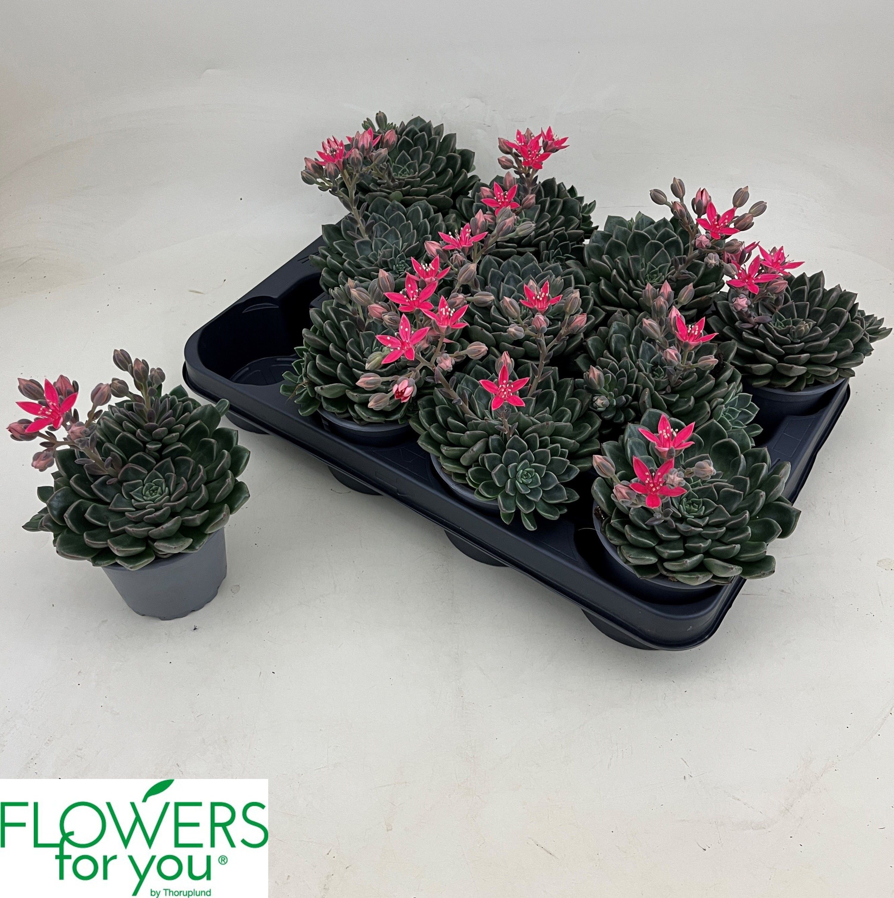 Горшечные цветы и растения оптом Grapto Bellum от 11шт (для телеги) из Голландии с доставкой по России