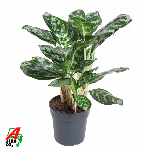 Горшечные цветы и растения оптом Aglaonema Amazone Silver от 1шт из Голландии с доставкой по России