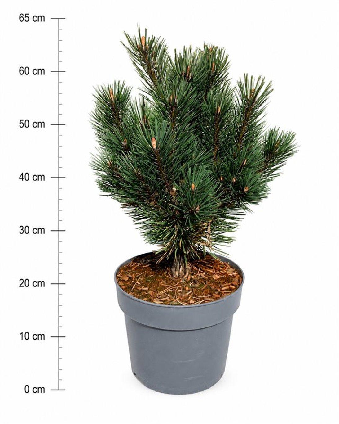 Горшечные цветы и растения оптом Pinus Mugo rigi от 1шт из Голландии с доставкой по России