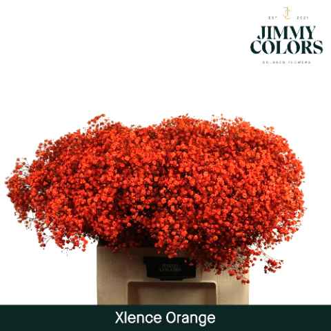 Срезанные цветы оптом Gyps large paint orange от 100шт из Голландии с доставкой по России