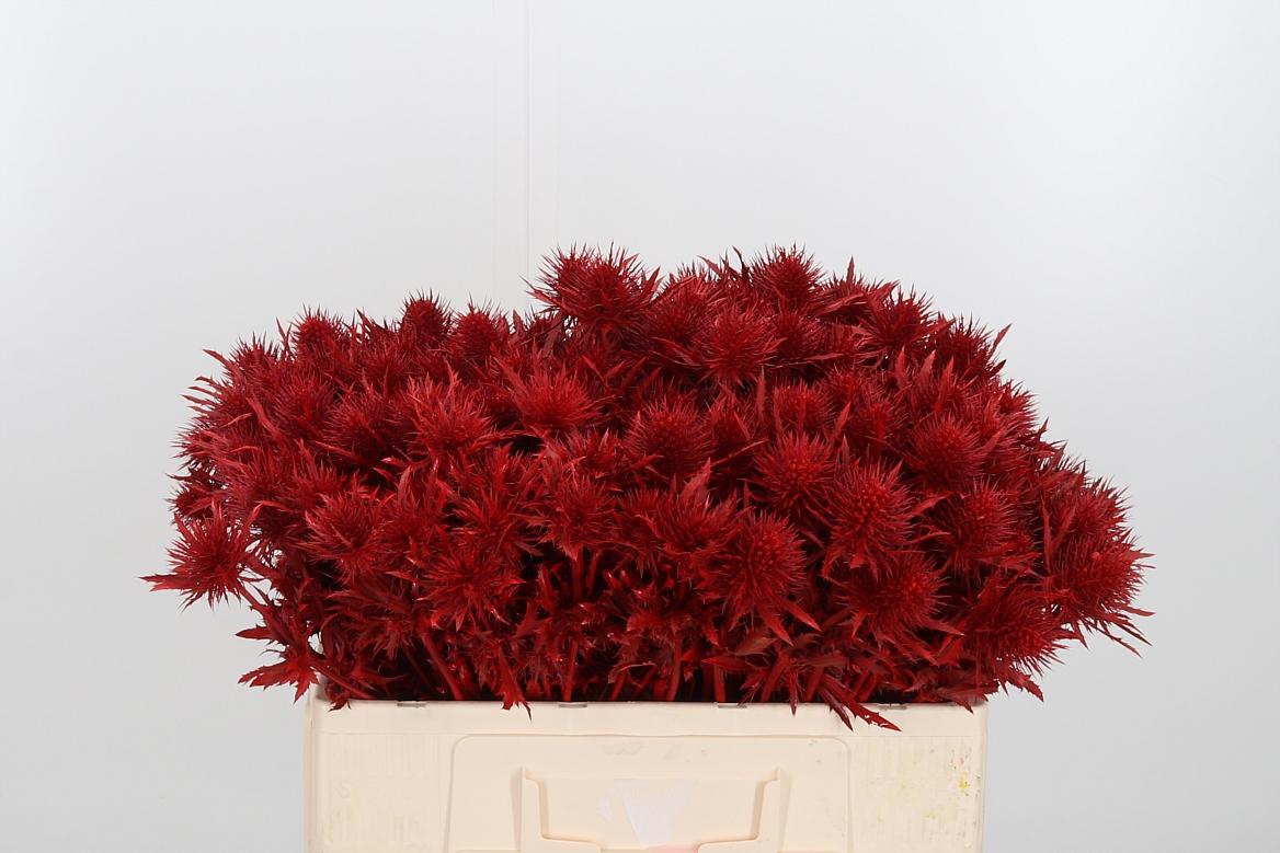 Срезанные цветы оптом Eryngium supernova paint red от 40шт из Голландии с доставкой по России