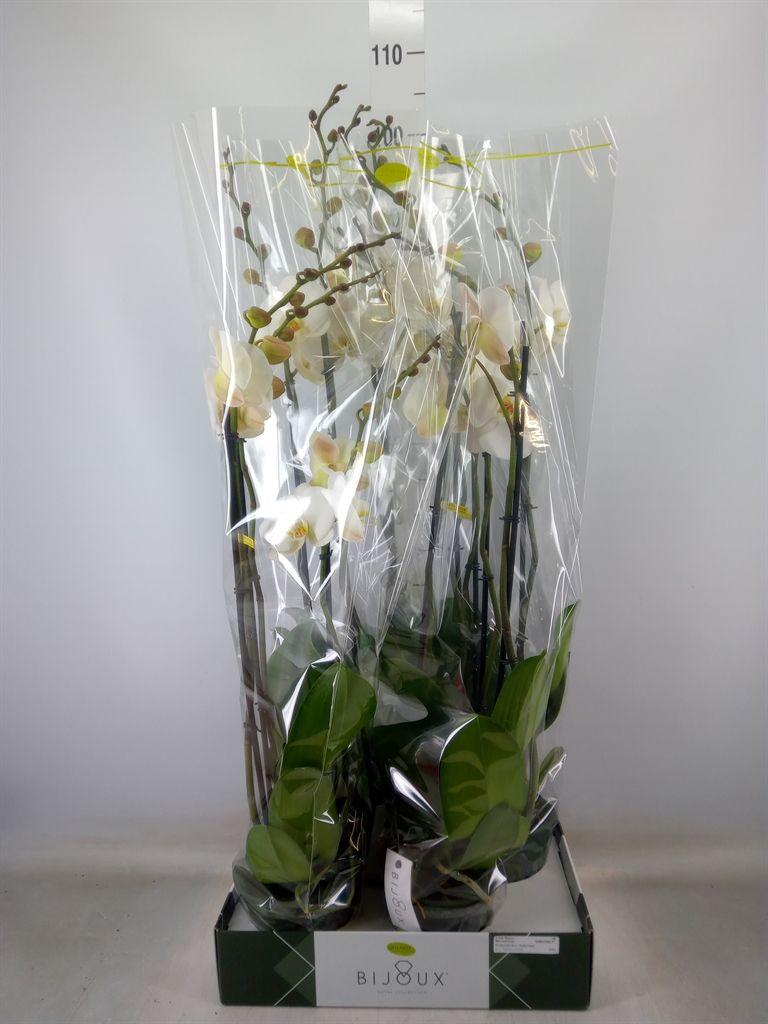Горшечные цветы и растения оптом Phalaenopsis   ...white от 4шт из Голландии с доставкой по России