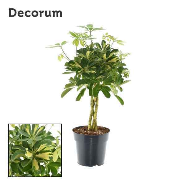 Горшечные цветы и растения оптом Schefflera Gold Capella Twisted Stem (decorum) от 1шт из Голландии с доставкой по России