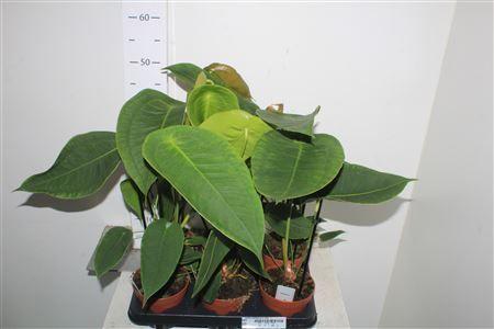 Горшечные цветы и растения оптом ** Anthu Peltigerum New ** Promo от 6шт из Голландии с доставкой по России