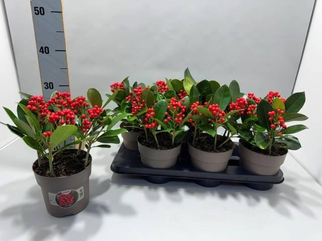 Горшечные цветы и растения оптом Skimmia Jap. Veitchii от 6шт из Голландии с доставкой по России