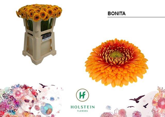 Срезанные цветы оптом Germini gerponi bonita от 80шт из Голландии с доставкой по России