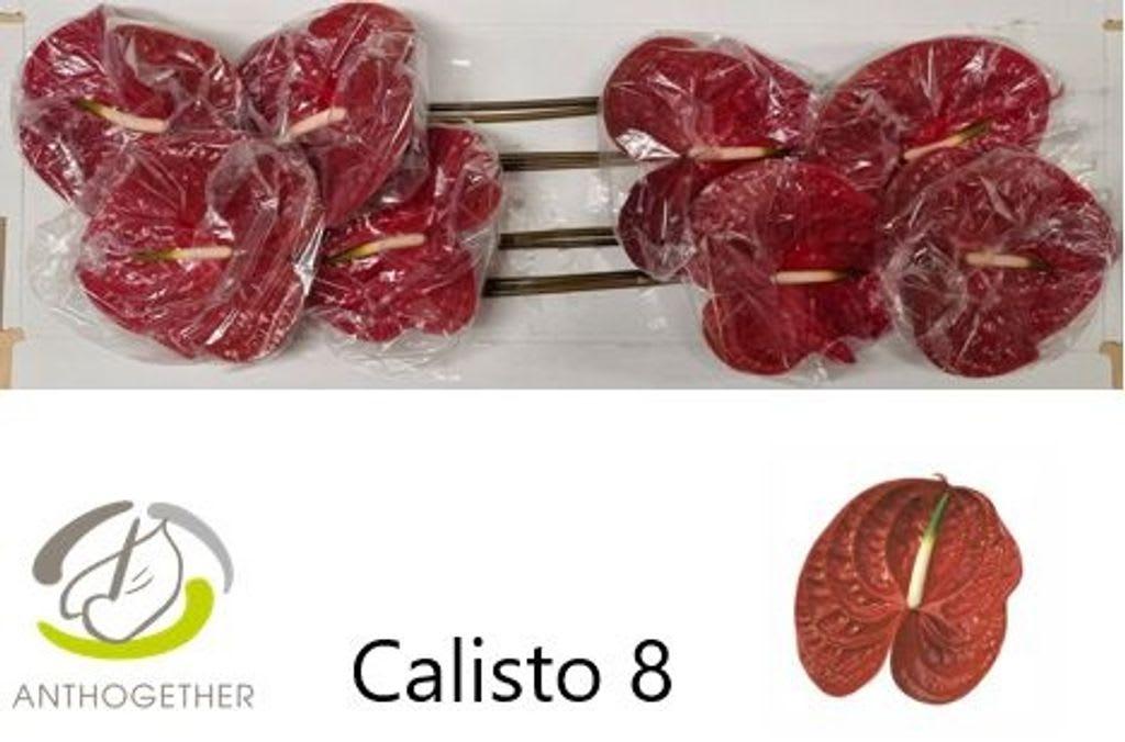 Срезанные цветы оптом Anthurium calisto от 8шт из Голландии с доставкой по России