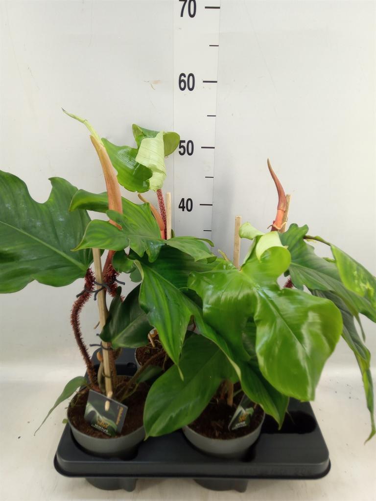 Горшечные цветы и растения оптом Philodendron   ... от 2шт из Голландии с доставкой по России