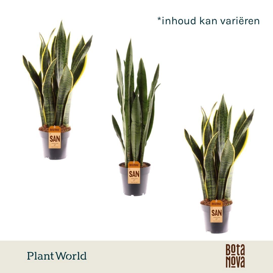Горшечные цветы и растения оптом Sansevieria Mix 2srt от 10шт из Голландии с доставкой по России
