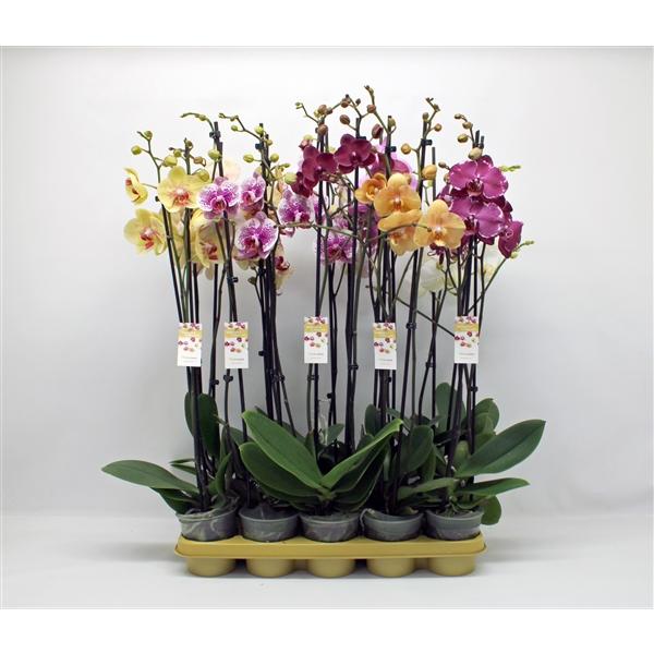 Горшечные цветы и растения оптом Phal 2st Mix 14+ (phalaenova) от 10шт из Голландии с доставкой по России