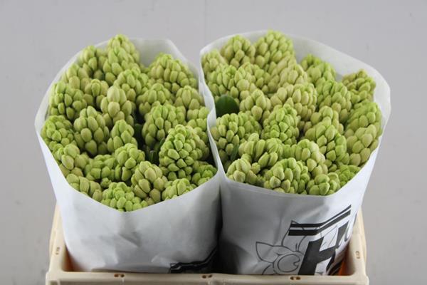 Срезанные цветы оптом Hyacinthus china pink от 50шт из Голландии с доставкой по России