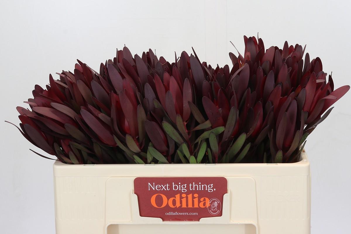 Срезанные цветы оптом Leucadendron saf sunset spray от 25шт из Голландии с доставкой по России