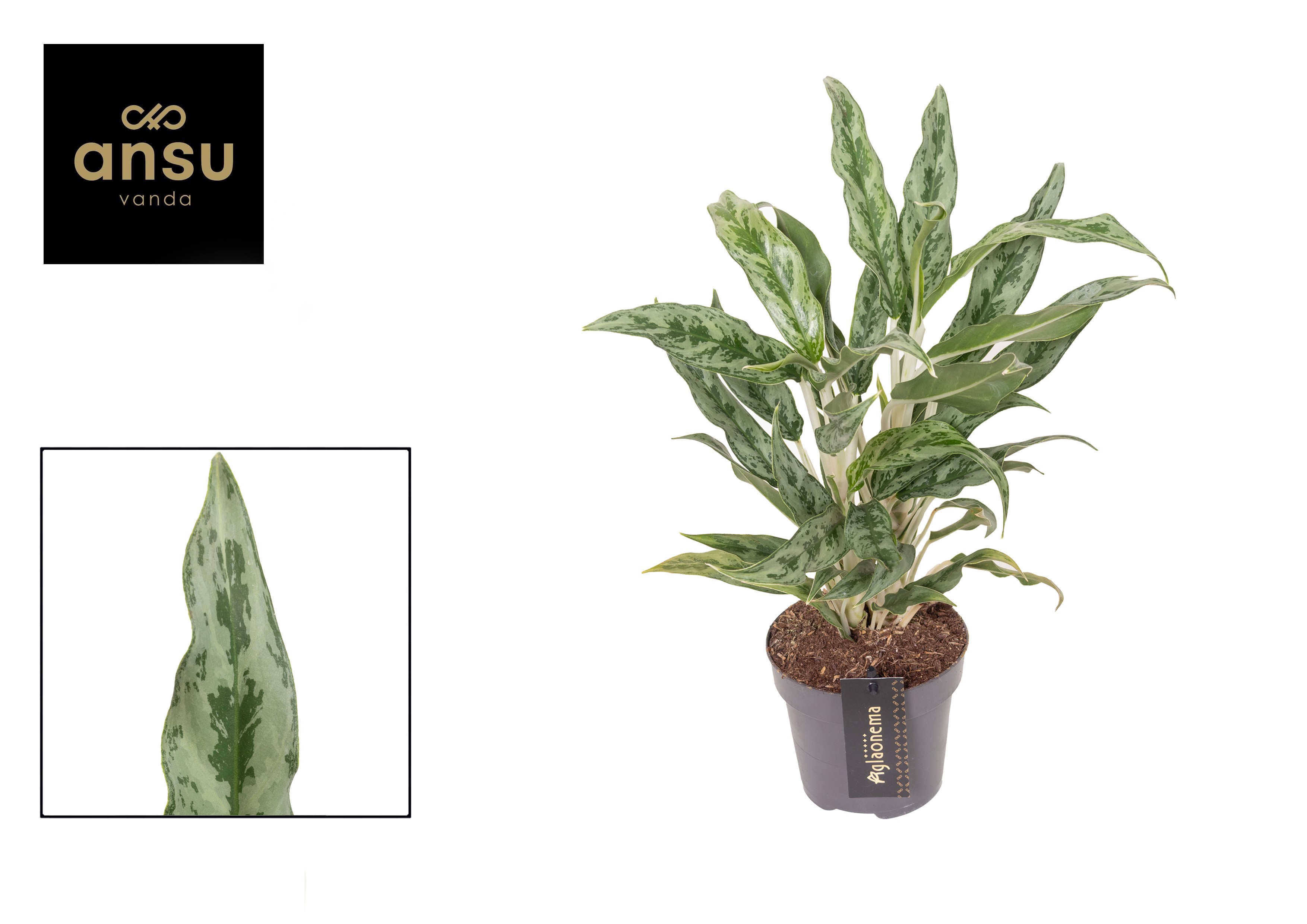 Горшечные цветы и растения оптом Aglaonema Greyhound от 6шт из Голландии с доставкой по России