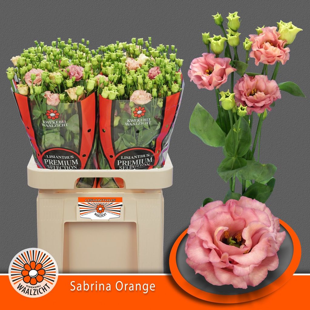 Срезанные цветы оптом Lisianthus do sabrina orange от 40шт.. из Голландии с доставкой по России
