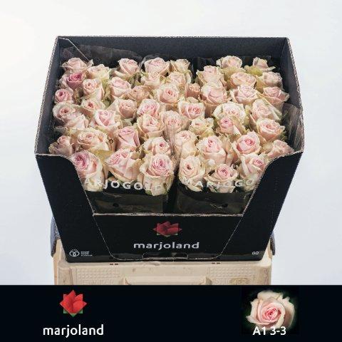 Срезанные цветы оптом Rosa large lovely dolomiti от 50шт из Голландии с доставкой по России
