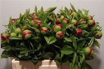 Срезанные цветы оптом Paeonia red charm от 30шт из Голландии с доставкой по России