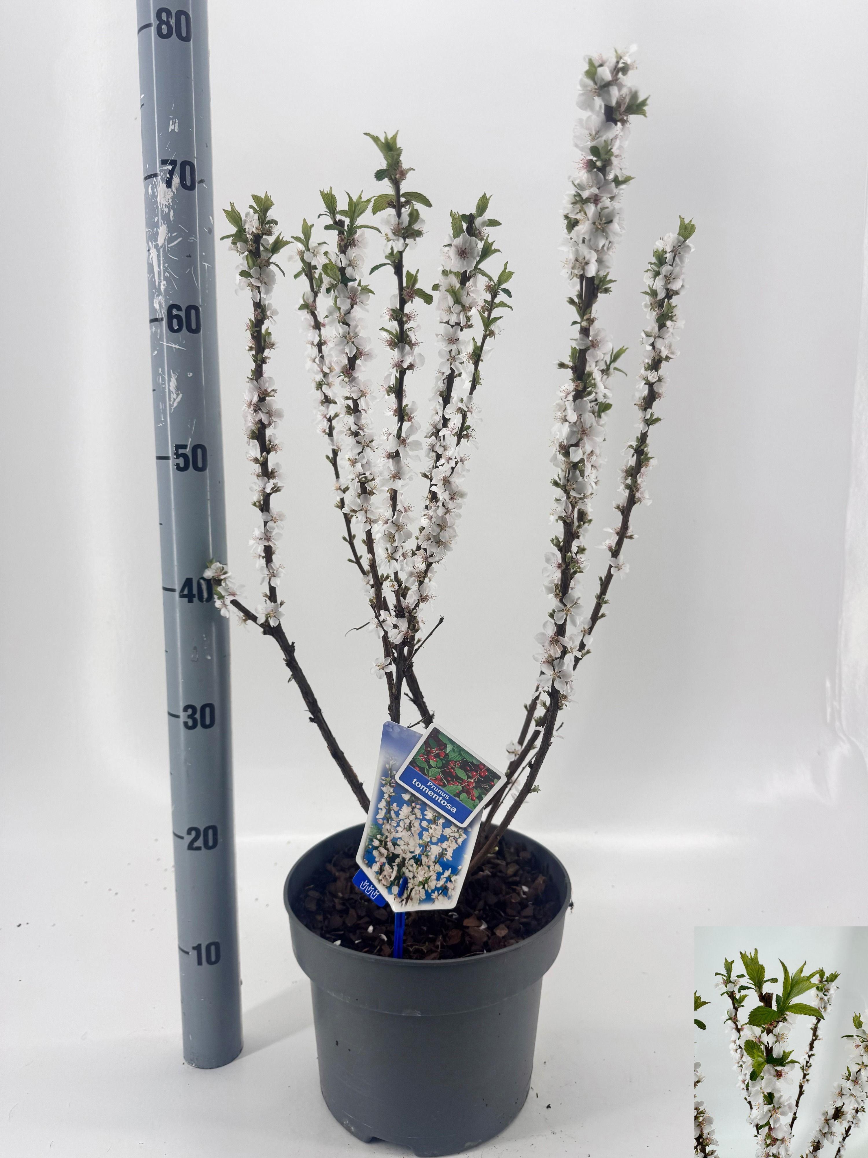 Горшечные цветы и растения оптом Prun Tomentosa от 1шт из Голландии с доставкой по России